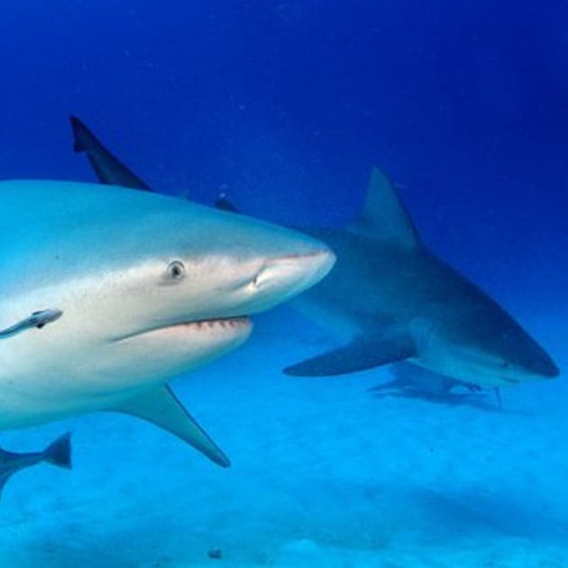 Bucea con Tiburones Toro en Playa del Carmen